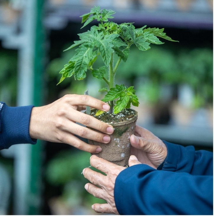 Passing young tomato plant from one person's hands to another's.