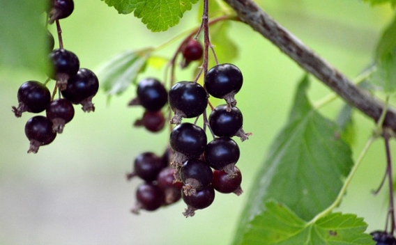 Black gooseberry