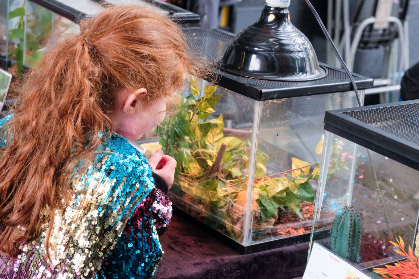Fascinated young girl gets up close to peer into terrarium